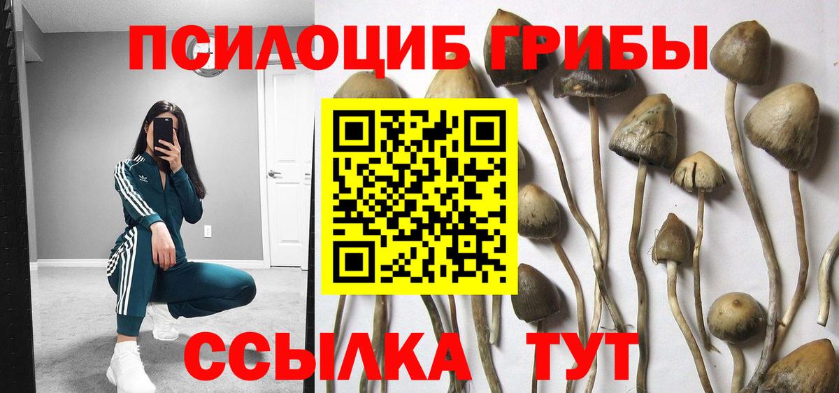 Галлюциногенные грибы Psilocybine cubensis  Вход с VPN  Псилоцибиновые грибы мицелий  Кисловодск 
